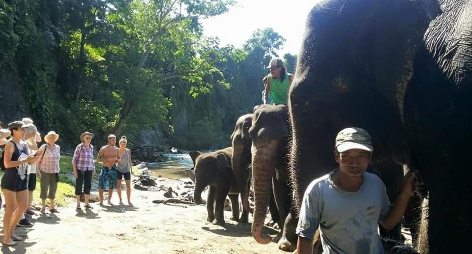 Etalauser Jungle Gate Ecoresort Bukit Lawang Exteriör bild